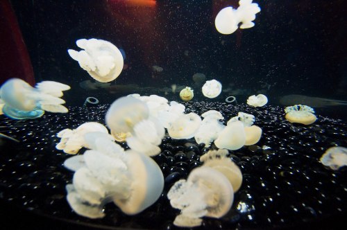 jellies || shedd aquarium, chicagoyou can never have too many jellies. 