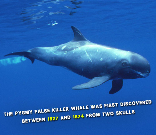 vbasement:  Get to know dolphins! 
