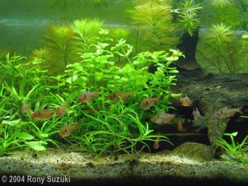 Sucuri River (Brazil)Tank Size 110 x 30 x 30 cmPlants Heteranthera zosterifoliaBacopa australisHydro