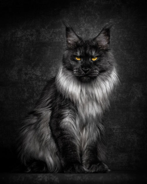 cwnerd12: littlelimpstiff14u2:   Robert Sijka  photographs Maine Coon cats and makes them look like majestic mythical beasts  The man who takes these glorious photos is Robert Sijka.   	“My passions are cats and photography, I do my best to combine