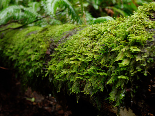 Oregon temperate rainforest - 2019