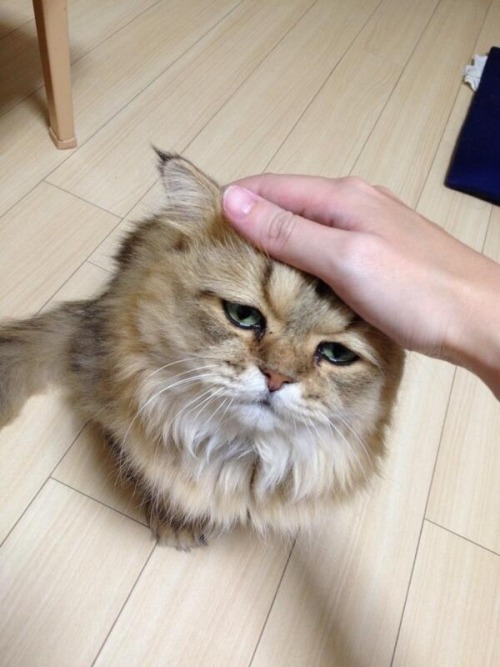 gracehelbig:buzzfeed:This is Foo-Chan, the Japanese equivalent of Grumpy Cat. But instead of being g