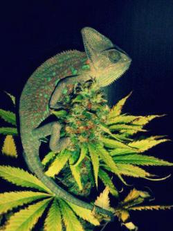 yugens:  sums me up right now. chameleons remind me of stoners 