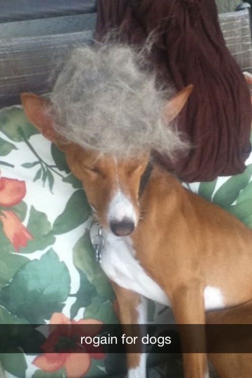 notjustanotherpetblog: sheeb-slash-senji: Shedding snapchat fun in a tiny grooming session with Ko, 