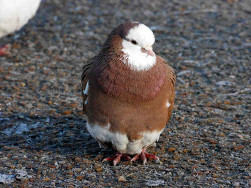 Feral Pigeon (Columba livia domestica) &gt;&gt;by Seymour White