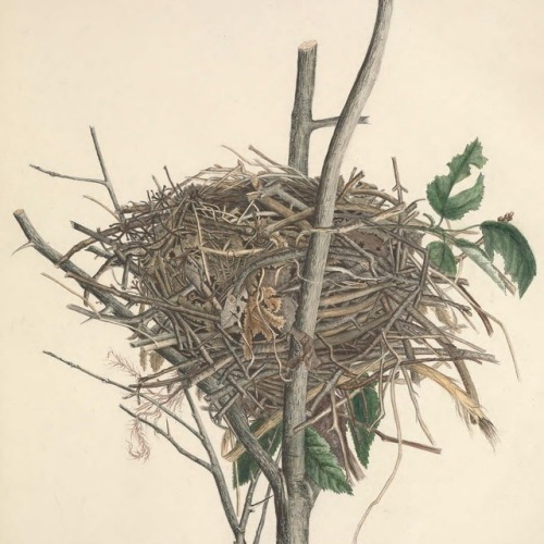 Illustrations of the nests and eggs of birds of Ohio - Genevieve Estelle Jones, illustrator - 1886 v