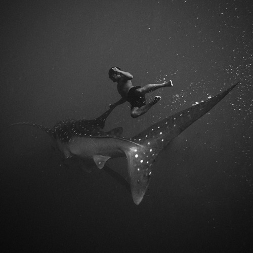 myampgoesto11:Black and white underwater photography by Hengki Koentjoro