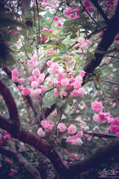 Underneath the cherry blossoms | Descanso Gardens Series | La Cañada Flintridge, CAInstagram