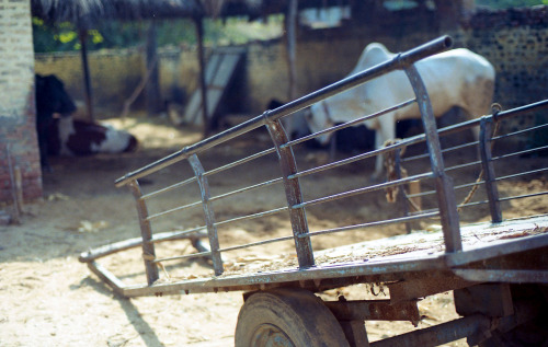 Village scene in Punjab, India