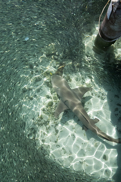 thelovelyseas:  Lemon Shark by scott1e2310 on Flickr.