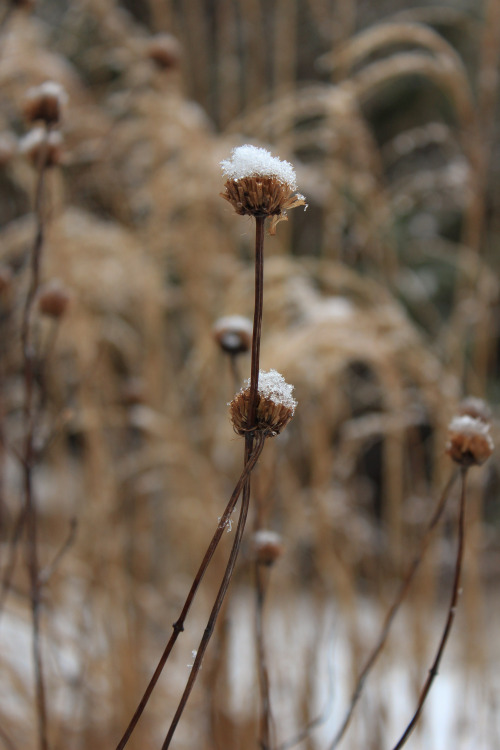 Snowy morning !   A pretty snow with giant fluffy snowflakes slowly swirling down and gently dusting