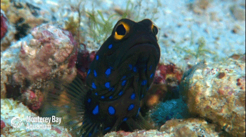 montereybayaquarium:The bluespotted jawfish looks like it’s had too much coffee—but it’s really just