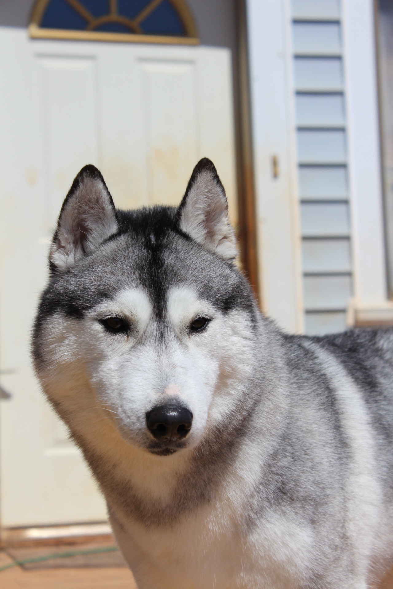 husketeers:  Another introduction post, this time of the dogs I live with. Reno,