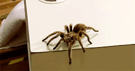 gayspiderman:TOM HOLLAND (aka spider-man) + SPIDERSMy fear of spiders has got worse because everyone