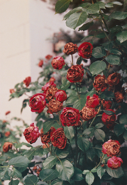 The best sort of rose is a dead rose <3 