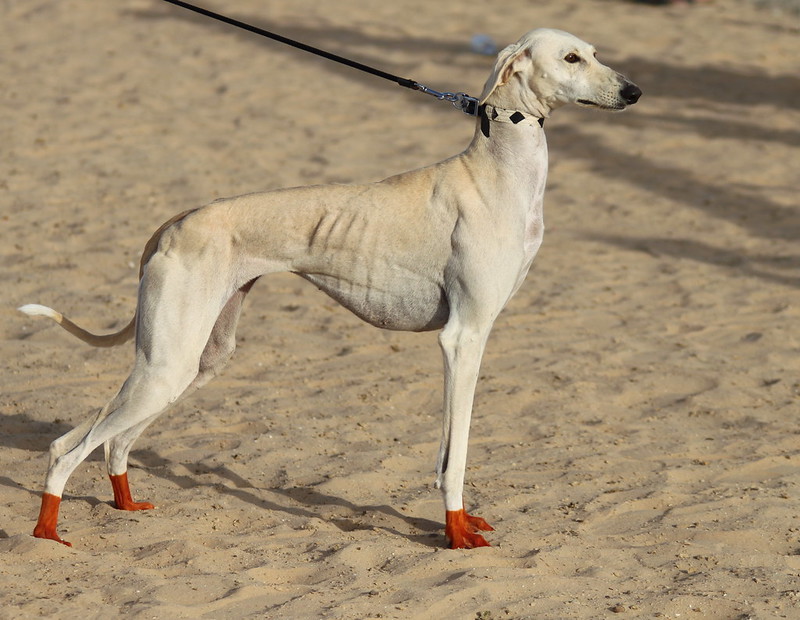 Saluki racing in the UAE. Traditionally the dog’s feet are dyed with red henna to harden the feet and protect them from injury. ...