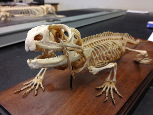 skullandbone: Sphenodon by annaliese_ah on Flickr.