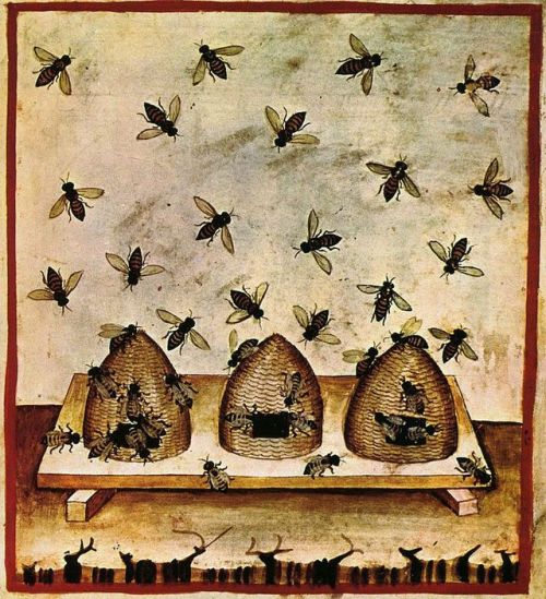 14th century depiction of beehives in the Tacunium Sanitatis, a medieval health manual. The book is 