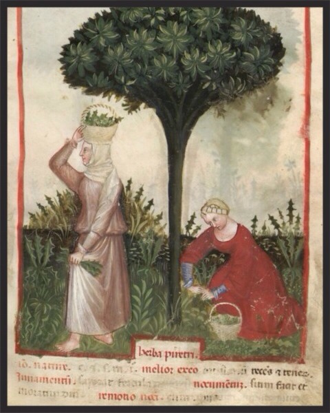 medieval-women:A popular health manual from the 15th century, the Tacuinum Sanitatis, shows many exa