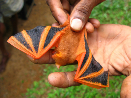 fiercebadrabbit:  audible-smiles:  end0skeletal:  Orange Painted Bat  a Halloween   When my sister was very little she made a sign that said Happy Halloween. Only she didn’t know how to spell Halloween. So she wrote Happy The Bat instead. This is that