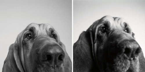 zooophagous:  ithelpstodream:  Amanda Jones has dedicated the past 20 years to an incredible  photography project which aims to show just how fleeting the lives of  our beloved pets are.  Ok first of all how dare you 