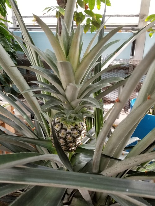 Ever wonder what a growing pineapple looks like? They’re actually giant bromeliads! This pineapple (