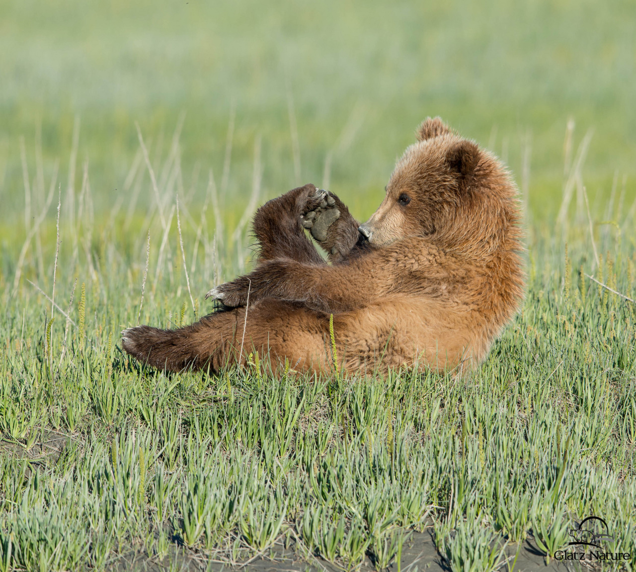 redwingjohnny:   	Relaxing Brown Bear Cub on the Meadow by David &amp; Shiela
