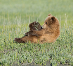 redwingjohnny:   	Relaxing Brown Bear Cub