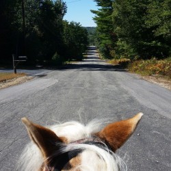 You can&rsquo;t even tell how steep the hill is 😕 #horse #horsesofinstagram #betweentheears #backinthesaddle