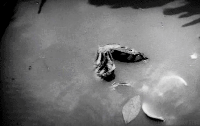 tumblr_n9m2w5LBxx1s1v3r1o1_400.gifv