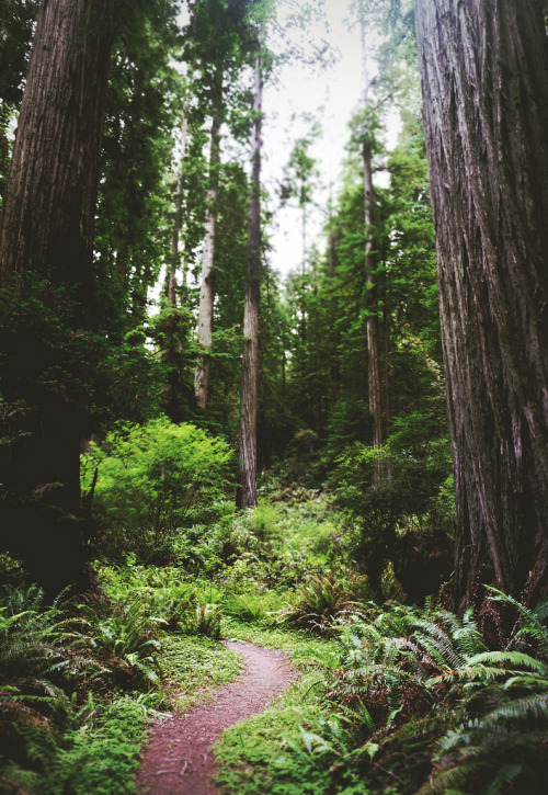 majestic-w0lf:  nature | vintage | tattoos & more 
