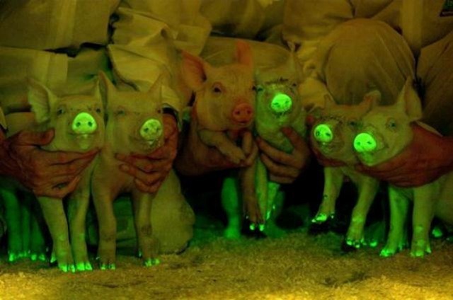 strangebiology:  They’re not photoshopped, these animals are truly glow-in-the-dark! Scientists