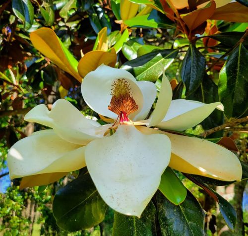 Ms. Pakanli Kohlaha (Flower of the Magnolia, Choctaw) once again flourishes her shining golden crest