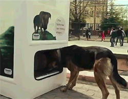lluviadecondones:  huffingtonpost:  THIS GENIUS MACHINE FEEDS STRAY DOGS IN EXCHANGE