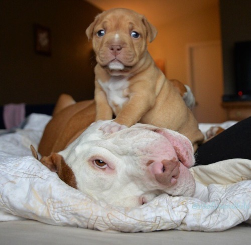 uupintheclouds: l-exxquisitedouleur: alwayspapadouche: Penny with her foster dad, Kilo, and favorite