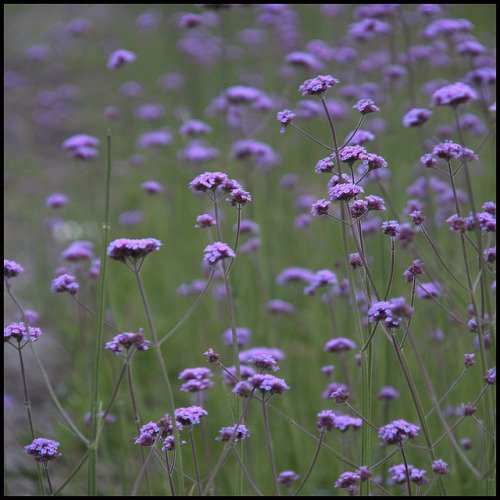 Recordándote&hellip; ¡cuánto te gustaban las sencillas flores y esta canción! - Remembering you &hel