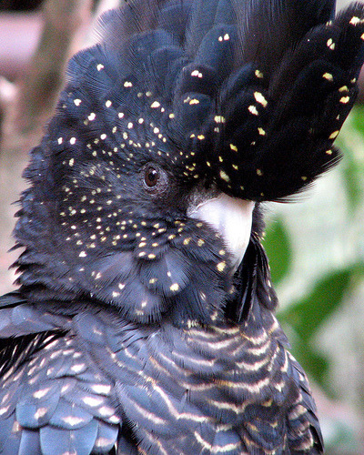 deermary:  Red tailed black cockatoo females (Calyptorhynchus banksii) of Austrailia