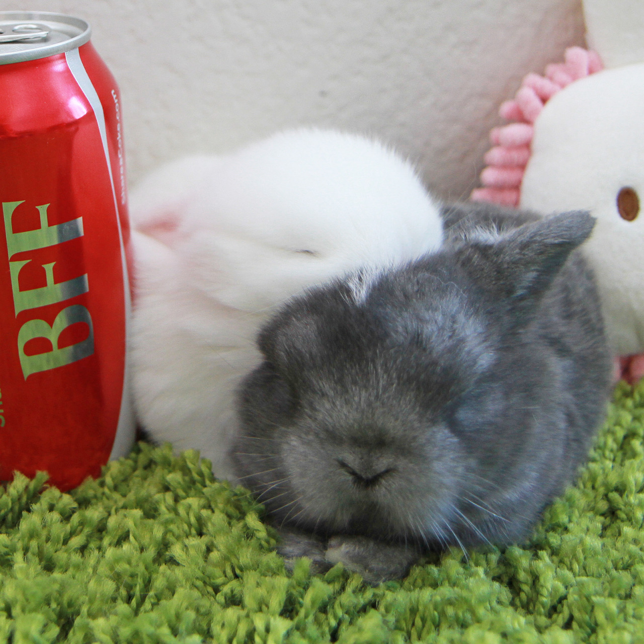 trilithbaby:  mybbbunny:  BFF afternoon nap &lt;3  Well I have the warm fuzzies