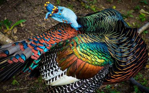 ainawgsd:Ocellated TurkeyThe ocellated turkey lives only in a 50,000 sq mile range in the Yucatán Pe