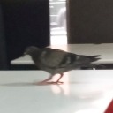 the-pigeon avatar