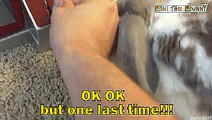 tastefullyoffensive:  Bini the Bunny is a crane game pro. [full video]