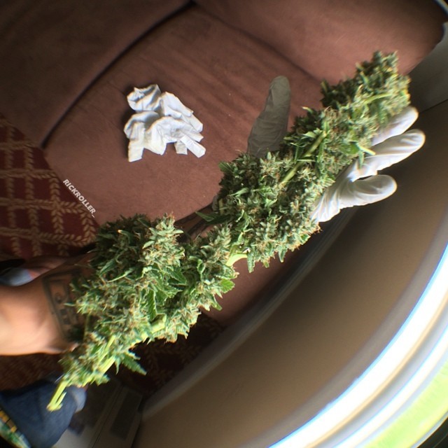 weedporndaily:  Trimmin up the cookies 🍪🔥🍪🔥🍪 with @trevorstone666