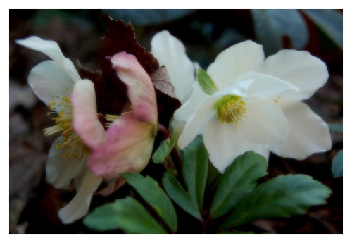 fatchance: Past flowers. Yesterday I returned to old photos of my kitchen garden back in Virginia. T