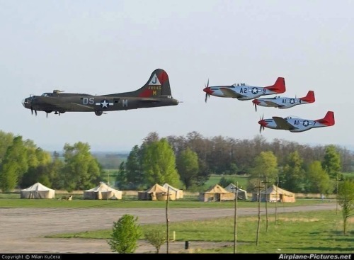 Beautiful Warbirds
