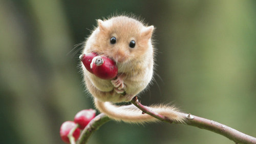 These Are Some Dormice, Pictures Not Made By Me.