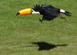 magicalnaturetour:  A toucan flies at Zoomadrid in Madrid on March 28, 2013. (Dominique Faget/AFP/Getty Images via The Daily Beast 