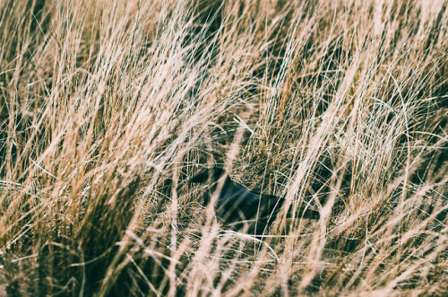 Somewhere in Denmark, April 2018 | Liseleje strand, Nordsjælland | Hooded crow territory