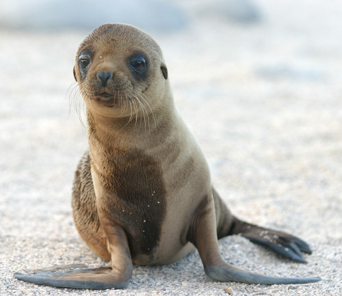 Wildlife Photo of the DaySea lion pupPhoto by:  Dag Peak via Flickr