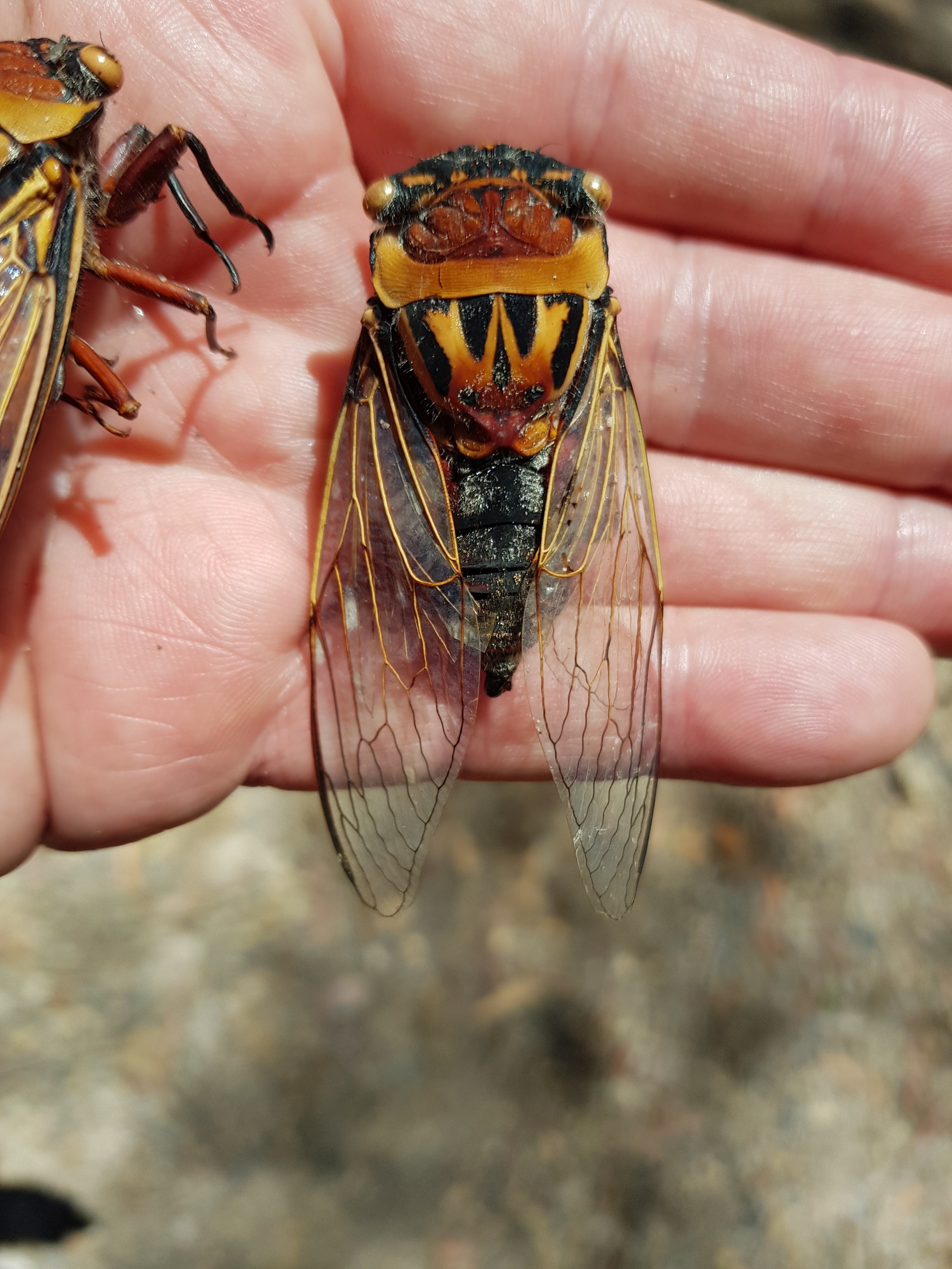 darkinternalthoughts:The double drummers are starting to die of old age, life is short when you’ve got to spend it screaming. They get their name from big dark red tymbal covers which are visible under the wings at rhe base of the abdomen in the