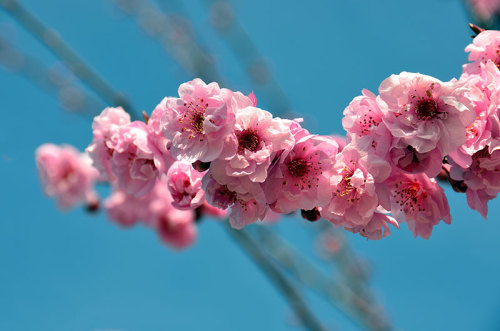 Sakura: Explosively Beautiful Cherry Blossoms In JapanSakura, the Japanese word for cherry blossoms,